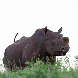 Un rhinocéros noir écorné dans une réserve en Afrique du Sud. Il porte un transmetteur pour la récolte de données dans le cadre du Black Rhino Conservation Ecology Project. [©Black Rhino Conservation Ecology Project]