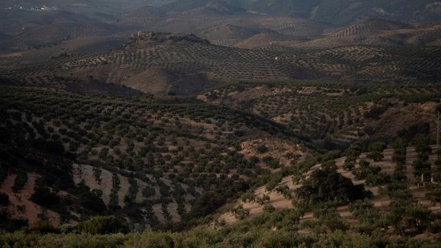 Des oliveraies vers le village de Priego de Cordoba, en Andalousie. [AFP - Jorge Guerrero]