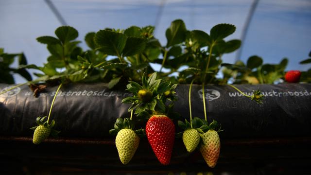 La production de fruits et légumes risque d'être compromise par la sécheresse que subit l'Espagne cet hiver. [afp - Cristina Quicler]