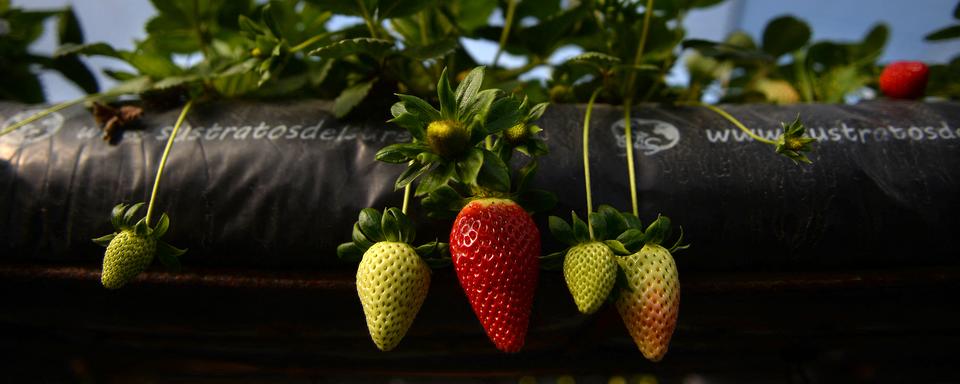 La production de fruits et légumes risque d'être compromise par la sécheresse que subit l'Espagne cet hiver. [afp - Cristina Quicler]