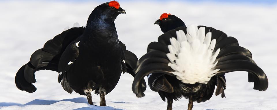 La saison de la chasse est ouverte, interview de Michel Bongard, secrétaire général de Pro Natura Vaud. [Keystone - Anthony Anex]