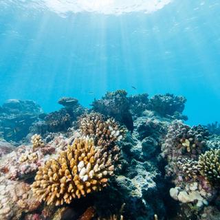 Différentes variétés de coraux dans la mer (image d'illustration). [Depositphotos - shalamov]