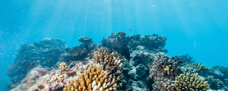 Différentes variétés de coraux dans la mer (image d'illustration). [Depositphotos - shalamov]