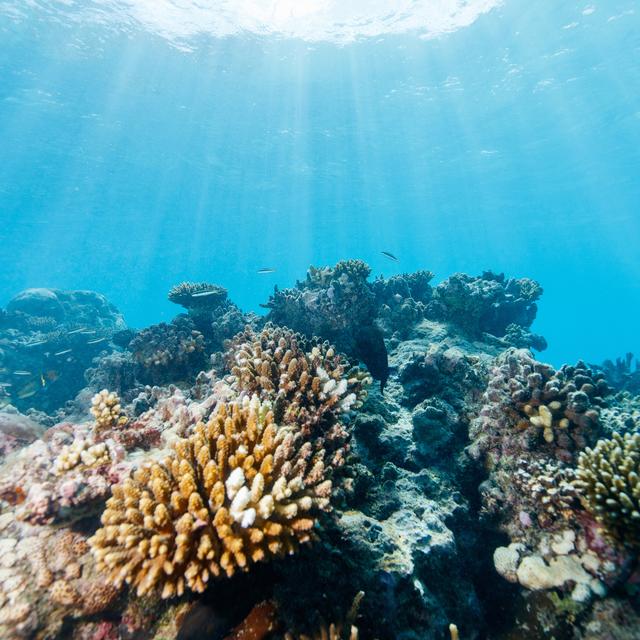 Différentes variétés de coraux dans la mer (image d'illustration). [Depositphotos - shalamov]