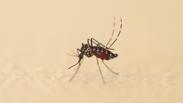 Des scientifiques tentent de nouvelles méthodes pour lutter contre les moustiques [AFP - Sébastien Lapeyrere / Hans Lucas]