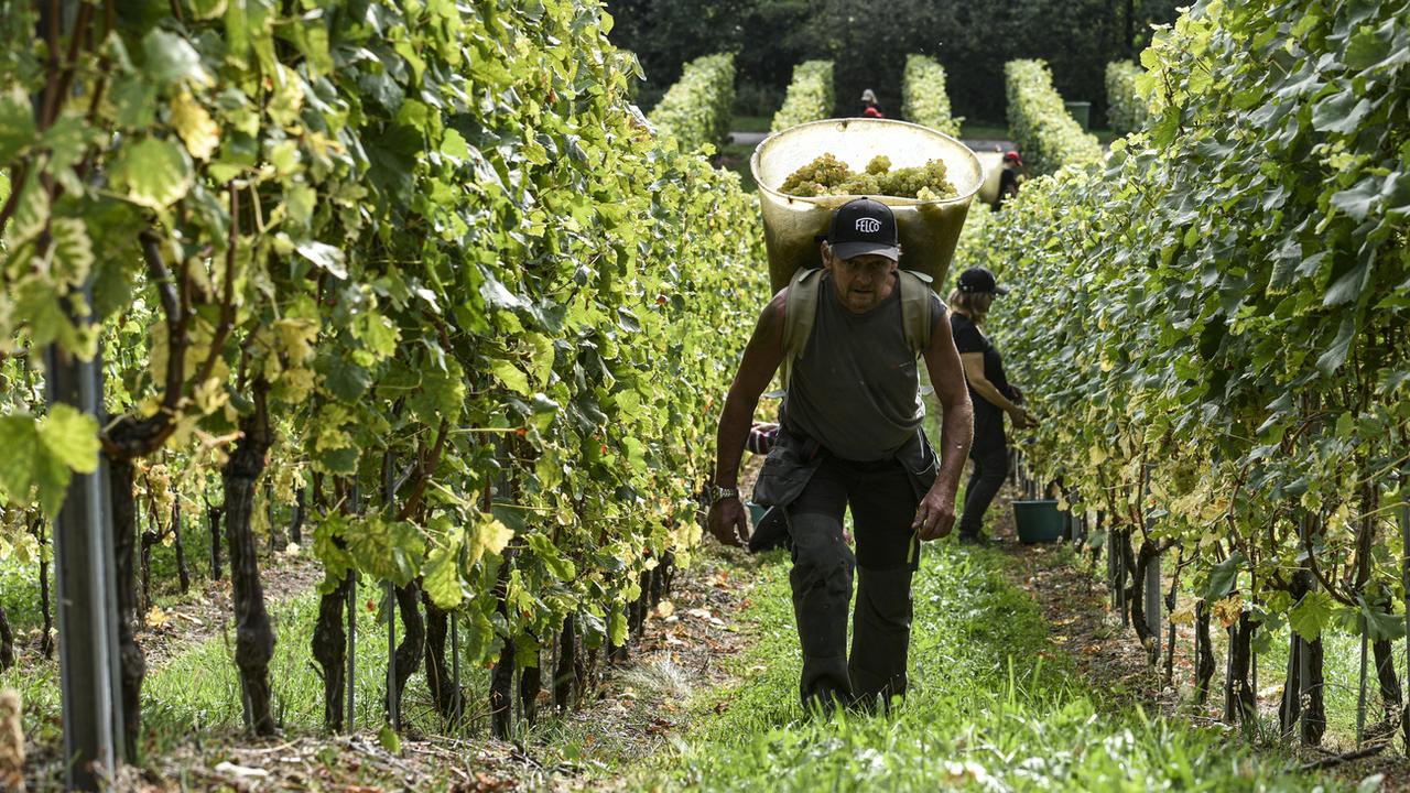 En Suisse, la production de vin est régulée par des quotas cantonaux. [Keystone - Théophile Bloudanis]