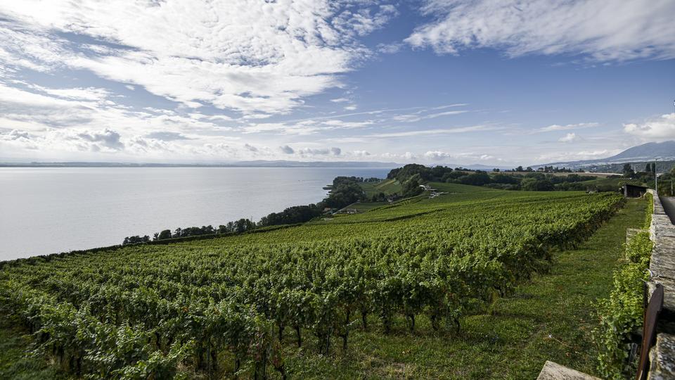 Vue des vignes de Cortaillod et du Lac de Neuchâtel. [Keystone - Theophile Bloudanis]