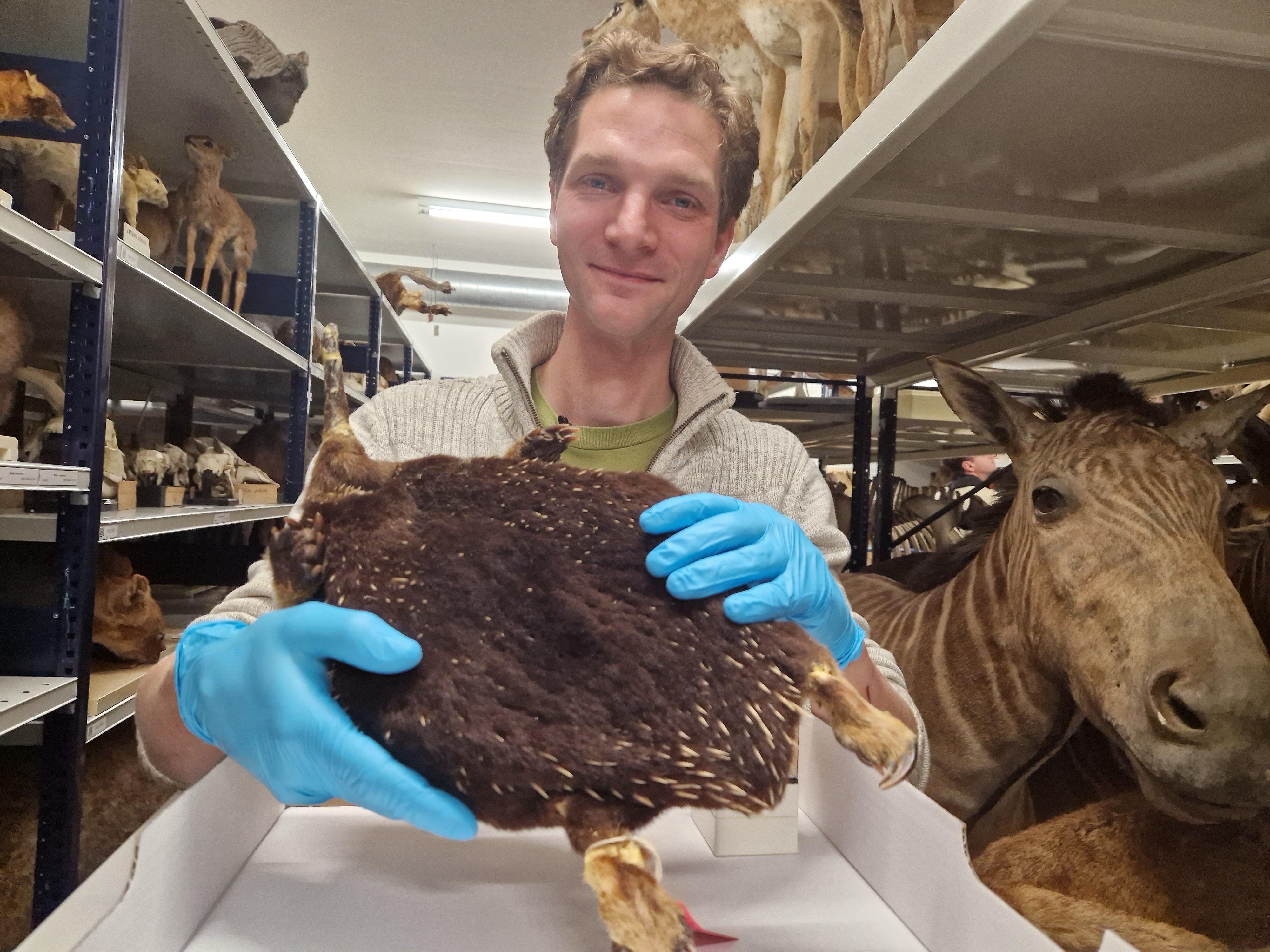 Pepijn Kamminga, le responsable de la collection à Naturalis, le Musée d'Histoire naturelle des Pays-Bas, montre le seul spécimen d'échidné Zaglossus attenboroughi, trouvé en 1961. [Naturalis - @museumnaturalis sur X]