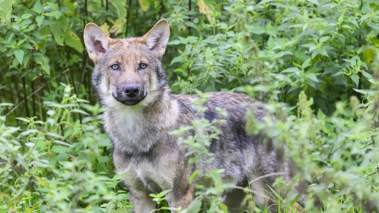 Le Canton Vaud va effectuer de nouveaux tirs de régulation du loup. [Keystone - Julian Stratenschulte]