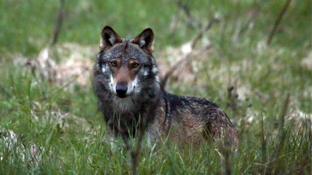 L'Office fédéral de l'environnement (OFEV) demande la levée de l'effet suspensif accordé aux recours contre les autorisations de tirs de régulation des loups. [Keystone - Marco Schmidt]