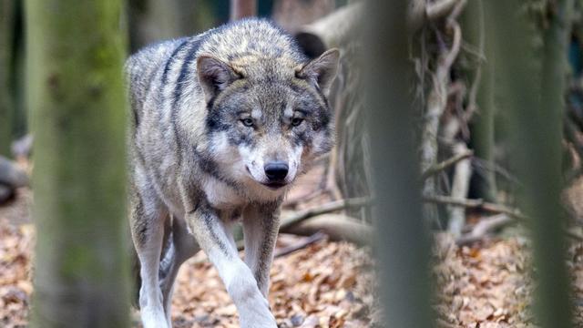 Le canton de Neuchâtel rencontre les éleveurs inquiets de la présence du loup. [Keystone - Klaus-Dietmar Gabbert]