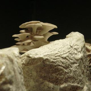 Documentaire - The mushroom speaks.