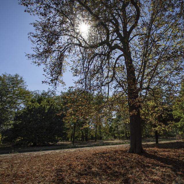 Le bois de Vincennes est le plus grand espace vert parisien, devant le bois de Boulogne. [Keystone/AP Photo - Aurelien Morissard]