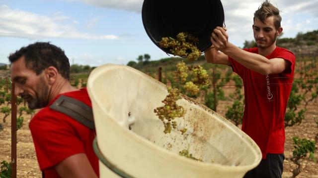 La production mondiale de vin est au plus bas depuis plus de soixante ans. [Keystone - Guillaume Horcajuelo]