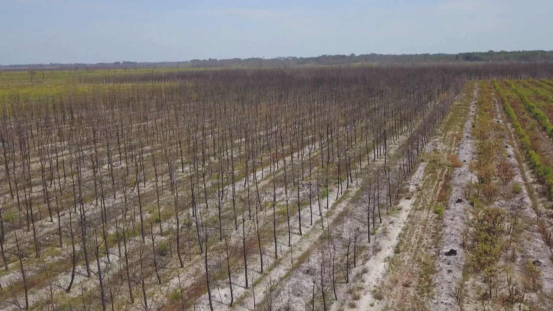 Quelque 25'000 hectares de forêts sont partis en fumée dans le sud-ouest de la France lors du terrible été 2022. [RTS]
