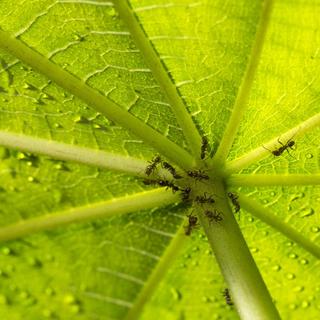 Du cecropia et la fourmi aztèque. [AFP - Cyril Ruoso / Biosphoto]