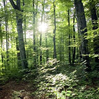 Les Carpates sont une région tempérée de forêts qui s'étend de la Tchéquie à la Roumanie, en passant par la Slovaquie, la Pologne et l'Ukraine (image d'illustration). [Keystone - Sigi Tischler]