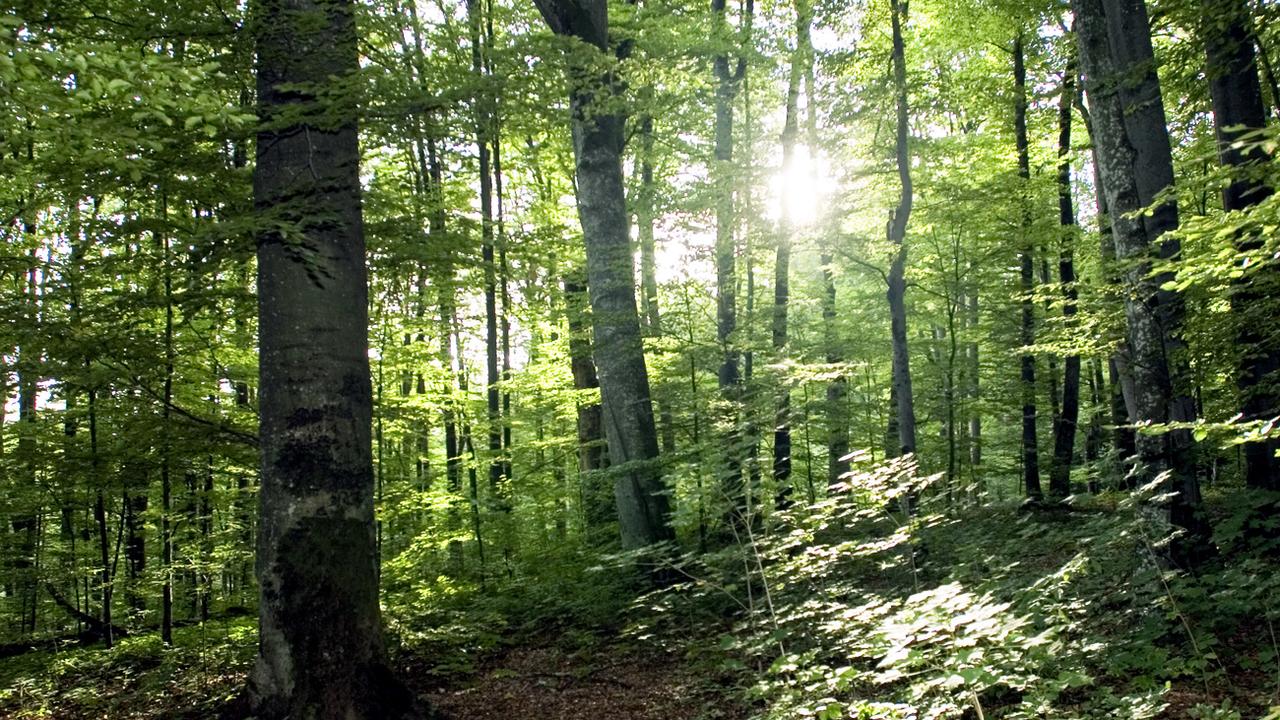 Les Carpates sont une région tempérée de forêts qui s'étend de la Tchéquie à la Roumanie, en passant par la Slovaquie, la Pologne et l'Ukraine (image d'illustration). [Keystone - Sigi Tischler]