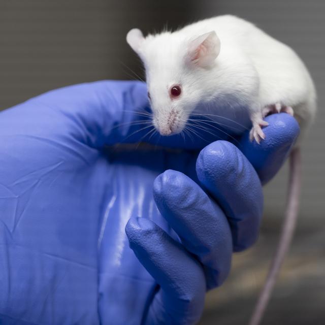 Si les résultats sont entièrement transposables de la souris à l'humain, ils permettront de développer des traitements et des fenêtres thérapeutiques plus efficaces contre la grippe. [Keystone - Leandre Duggan]