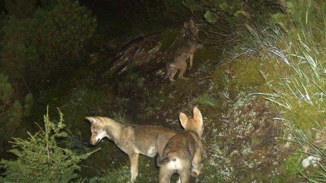 Les attaques de loups se multiplient (image d'illustration). [Keystone - Les attaques de loups sur les animaux d'élevage diminuent (image d'illustration).]