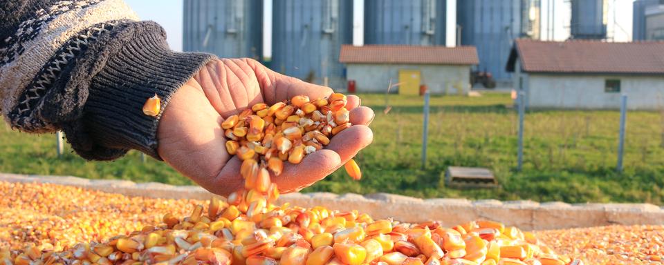 Des grains de maïs fraîchement récoltés. [Depositphotos - Branex]