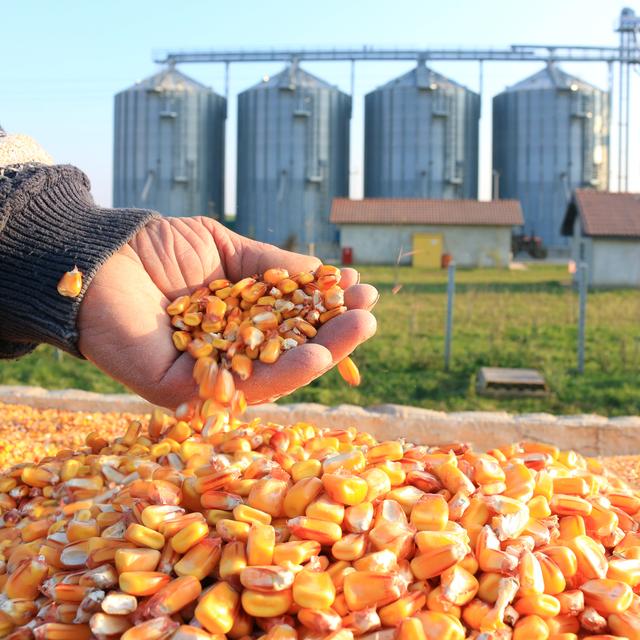 Des grains de maïs fraîchement récoltés. [Depositphotos - Branex]