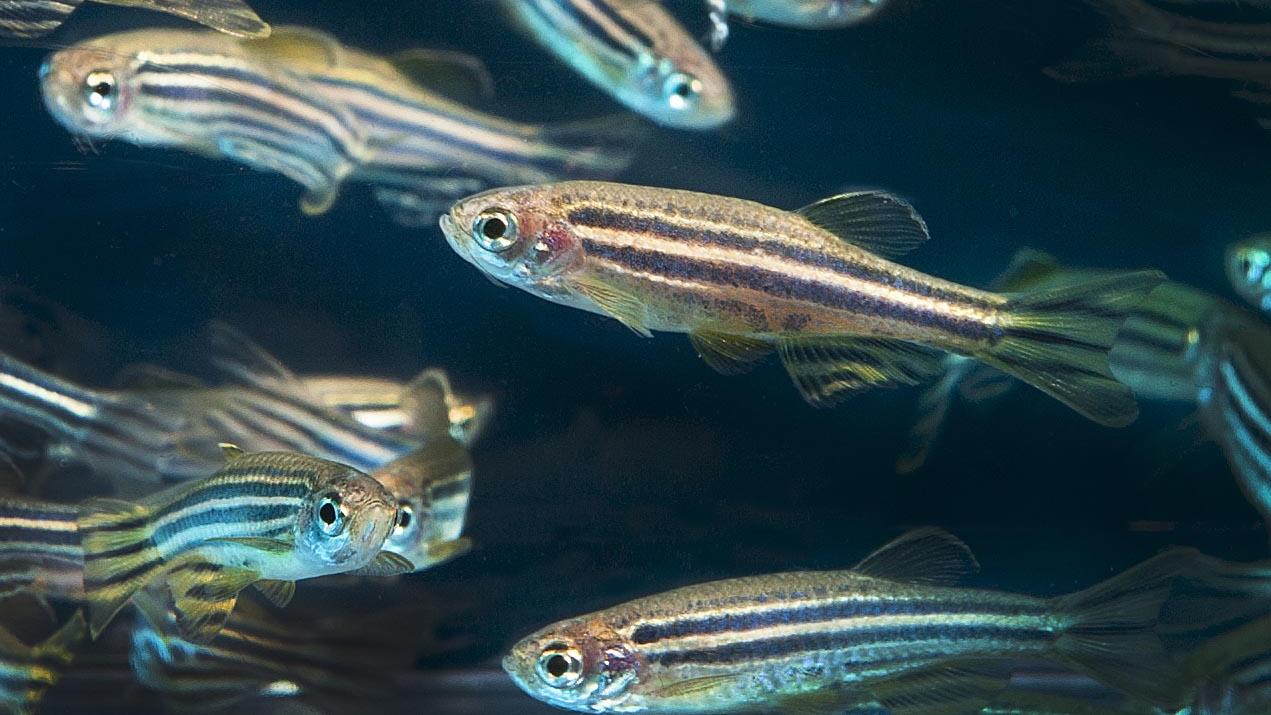 Des scientifiques du CNRS ont découvert comment allonger l'espérance de vie d'un poisson zèbre en réactivant un gène dans les cellules de l'intestin du poisson. [CC-BY-SA 2.0 - WikiCommons]
