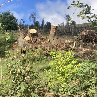 Après la temete du 24 août à La Chaux-de-Fonds, 90 exploitations agricoles ont subi des dégâts et 1500 hectares de forêts ont été durement affectés ainsi que 110 hectares de pâturages boisés. [RTS - Deborah Sohlbank]