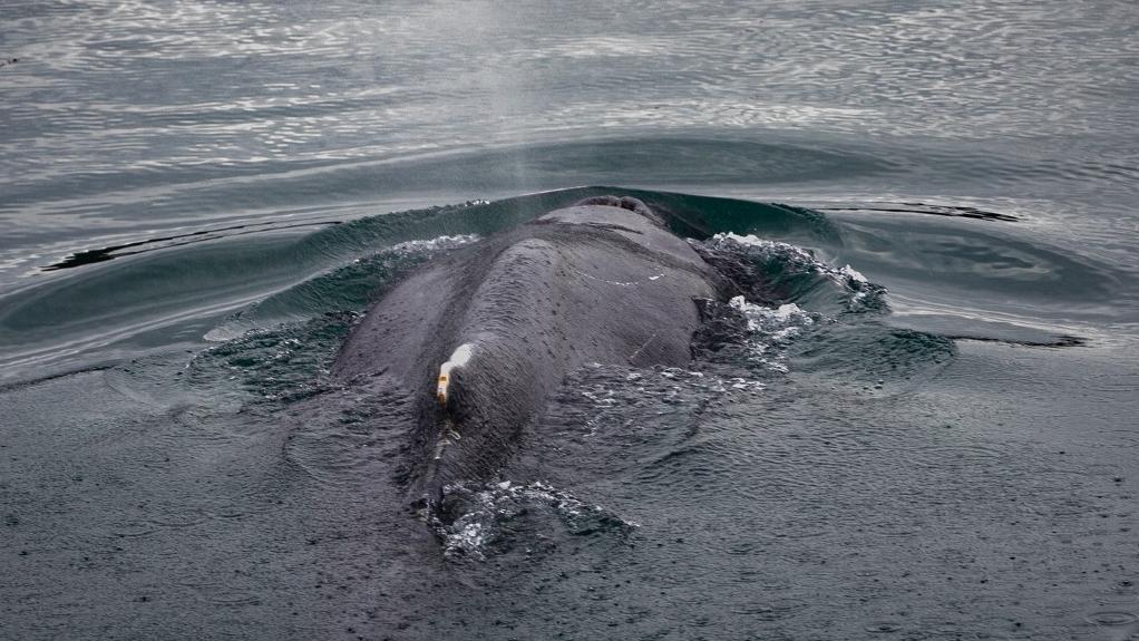 Après avoir roulé sa bosse dans un fleuve breton, une baleine a retrouvé le large [AFP - LOU BENOIST]