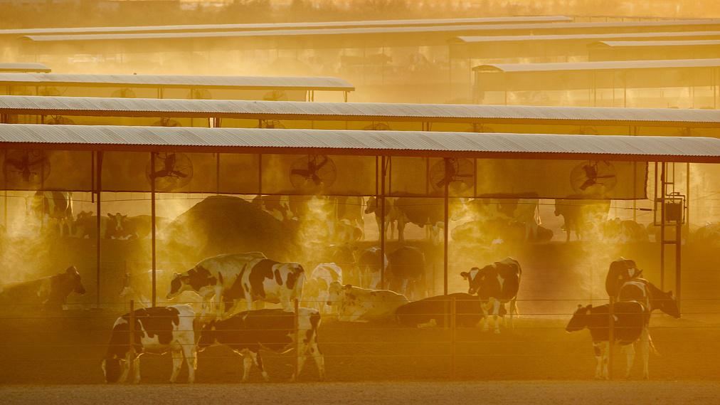 Un élevage de vaches aux Etats-Unis, dans l'Etat d'Arizona. [Keystone - Matt York]