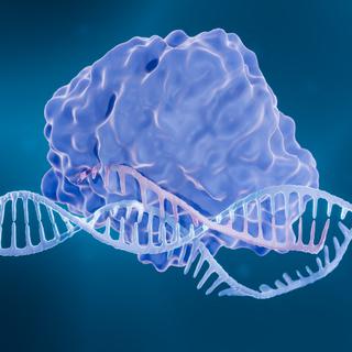 Illustration 3D du "couteau suisse à ADN" CRISPR-Cas9. [AFP - ARTUR PLAWGO / SCIENCE PHOTO LIBRARY / APL]