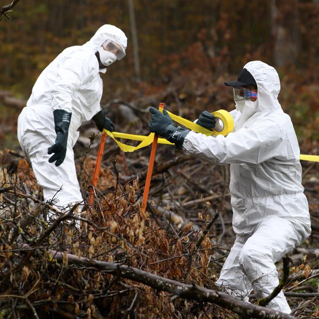 Des membres du Service de la sécurité alimentaire et des affaires vétérinaires photographié pendant un exercice national de protection contre la peste porcine africaine (Galm (FR), 03.11.21). [Keystone - Anthony Anex]