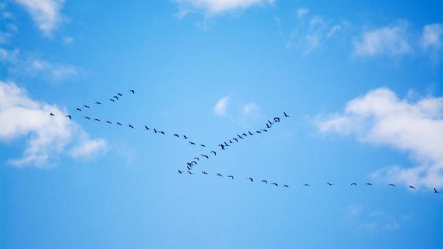 Oiseaux volants en V. [Depositphotos - AlKan32]
