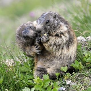 Nourrir les marmottes, une attraction touristique qui fait polémique en Valais. [Keystone - Sigi Tischler]