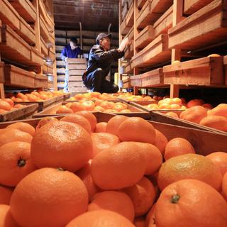 Des mandarines. [AFP - Kota Kawasaki / Yomiuri]