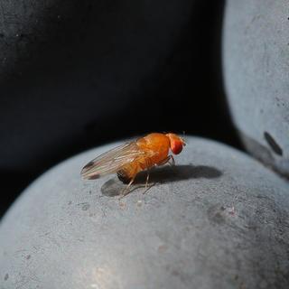 Une mouche drosophile Suzukii posée sur une grappe de raisin (image d'illustration). [Keystone/DPA - Fredrik von Erichsen]