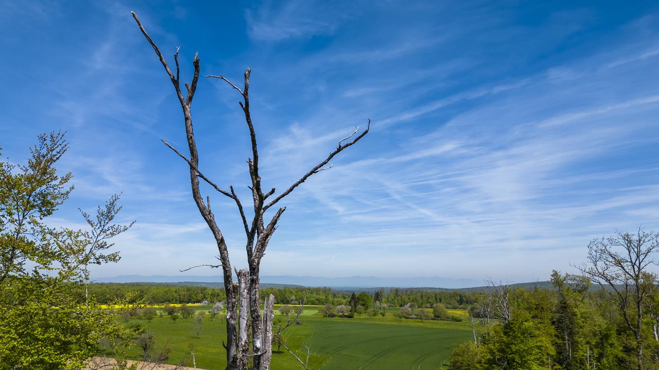 Le réchauffement climatique est visible jusque sur l'état des arbres qui ont souffert de la sécheresse mais les météorologues font face à une vague de perte de confiance. [Keystone - Jean-Christophe Bott]