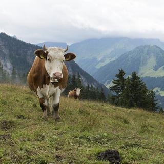 Une vache laitiere dans un paturage lors de la fabrication du fromage l'Etivaz sur l'alpage Le Grin. Chateau d'Oex, ce lundi 11 aout 2014. (KEYSTONE/Anthony Anex) [Keystone - Anthony Anex]