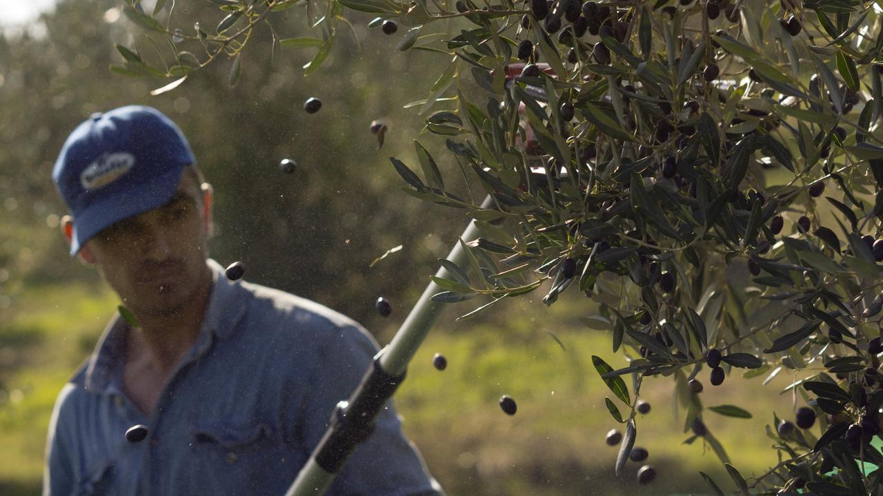 L'huile d'olive italienne est menacée par le changement climatique. [AP Photo - Domenico Stinellis]
