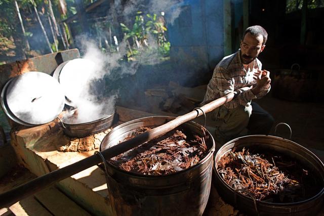 Un homme prépare la tisane sacrée à l'ayahuasca, élément central de la cérémonie rituelle du Saint Don, en Amazonie brésilienne [AP/Keystone - Eraldo Peres]