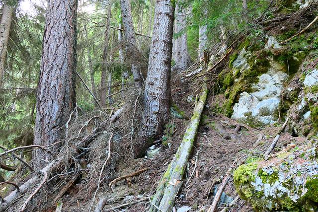 Le nombre d'arbres morts et endommagés a augmenté en cinq ans. [IFN/WSL]