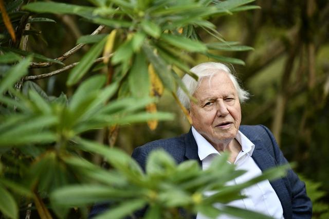 L'échidné Zaglossus attenboroughi avait été nommé en l'honneur du biologiste, naturaliste et animateur sur la BBC, Sir David Attenborough. [TT News Agency via AFP - Björn Larsson Rosvall]