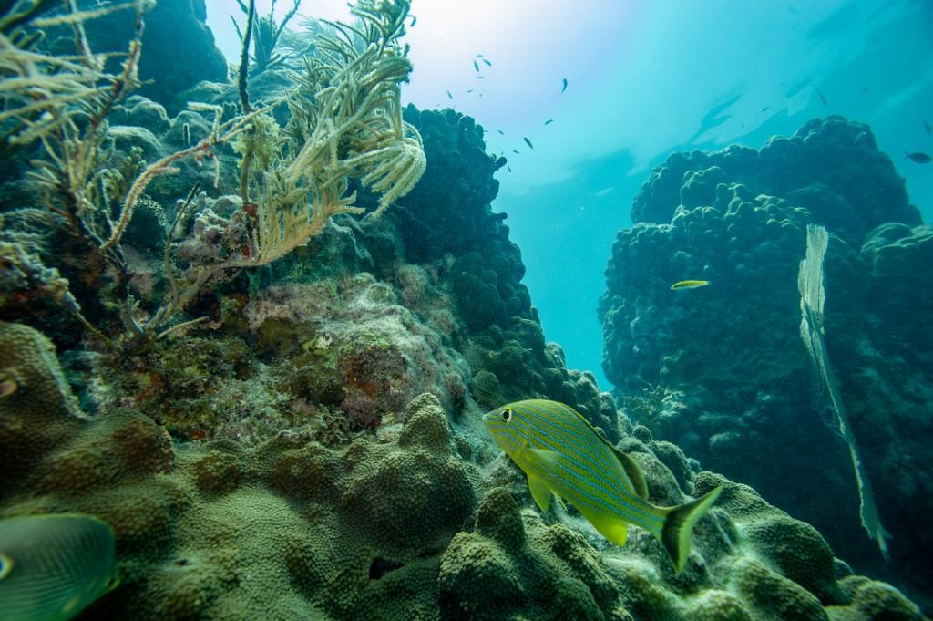 La barrière de corail de Floride, l'une des plus longues au monde, est menacée par le réchauffement de l'eau. [AFP - JOSEPH PREZIOSO]