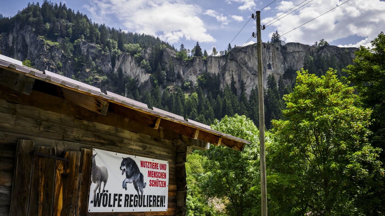 La régulation du loup en Valais pourrait prendre entre cinq et dix ans. [Keystone - Jean-Christophe Bott]