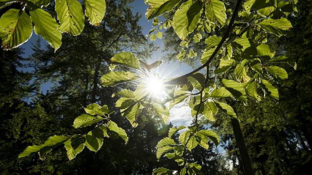 Nouvelle réserve forestière vaudoise créée dans le parc du Jorat. [KEYSTONE - JEAN-CHRISTOPHE BOTT]