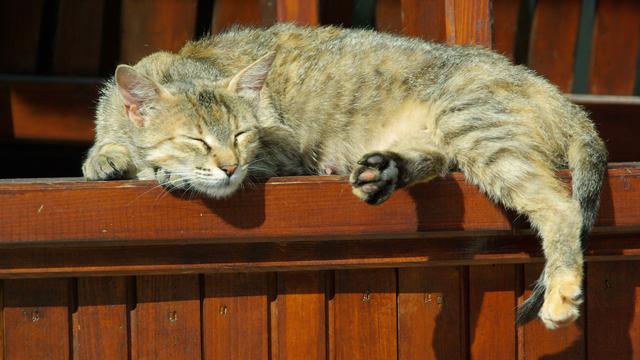 Un vieux chat qui dort. [Depositphotos - Kassandra2]