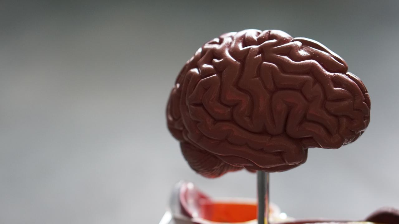 Une maquette de cerveau humain. [Unsplash - Robina Weermeijer]
