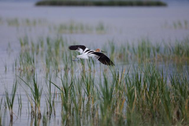 Environ dix millions d’oiseaux migrateurs s’arrêtent au Grand Lac Salé chaque année pour profiter des réserves de crevettes de saumure. [Reuters - Nathan Frandino]