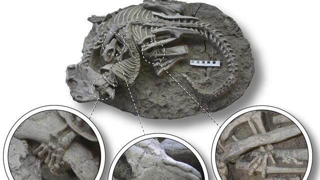 Découverte d'un fossile de mammifère à l'assaut d'un dinosaure. [Keystone - Gang Han/Canadian Museum of Nature via AP]