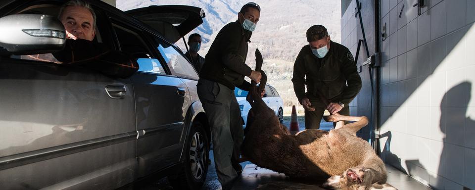 La saison de la chasse est désormais ouverte dans toute la Suisse romande. [Keystone - Alessandro Crinari]